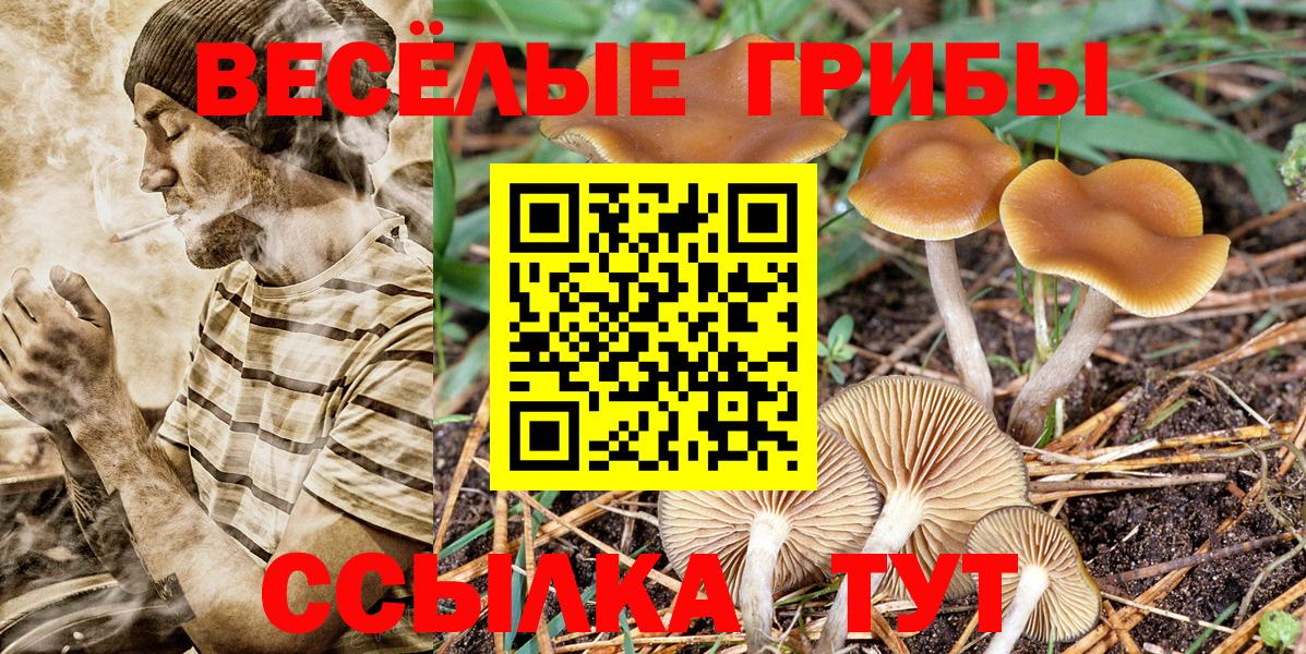 Псилоцибиновые грибы Cubensis  Вход с VPN  Улан-Удэ 